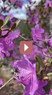 Комнатные растения: Маральник: весеннее чудо рододендронов