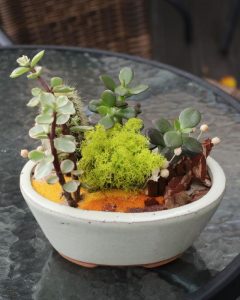 Комнатные растения: Мини-садик в кашпо: как создать зеленый уголок с кактусами и суккулентами