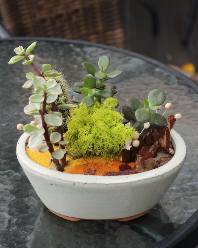 Комнатные растения: Мини-садик в кашпо: как создать зеленый уголок с кактусами и суккулентами