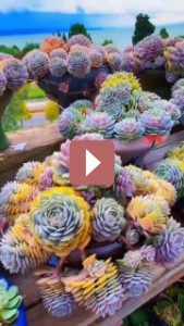 Комнатные растения: Неповторимая красота суккулентов: как собрать стильную коллекцию