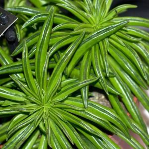 Комнатные растения: Пеперомия феррейра: необычный суккулент для дома