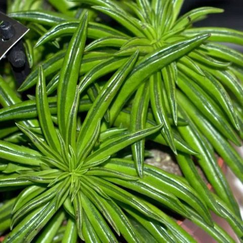 Комнатные растения: Пеперомия феррейра: необычный суккулент для дома