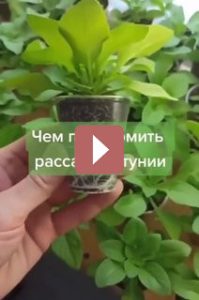 Комнатные растения: Подкормка рассады петунии: шаги к здоровым цветам