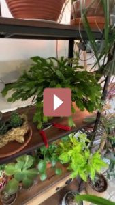 Комнатные растения: Шлюмбергера: как ухаживать за "рождественским кактусом"