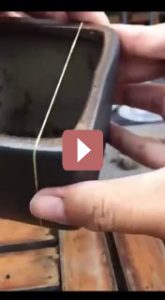 Комнатные растения: Спатифиллум: как сделать ваш дом уютнее