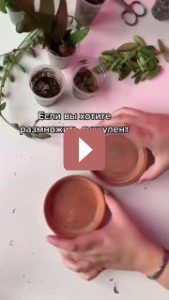 Комнатные растения: Спатифиллум: секреты ухода за "женским счастьем"