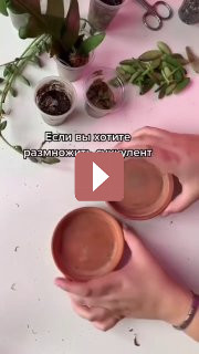 Комнатные растения: Спатифиллум: секреты ухода за "женским счастьем"