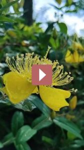 Комнатные растения: Суккуленты: как создать мини-сад на подоконнике