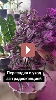 Комнатные растения: Традесканция: секреты ухода за "чудом из тропиков"
