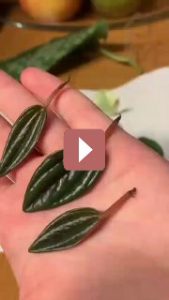 Комнатные растения: Укореняем пеперомию: пошаговое руководство