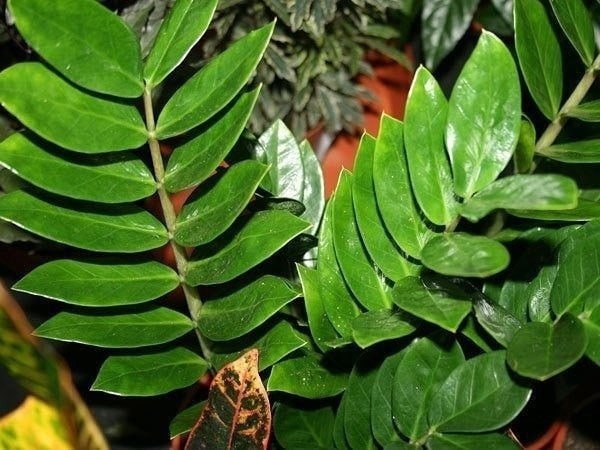 Комнатные растения: Замиокулькас: уход за "долларовым деревом"