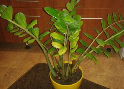 Комнатные растения: Желтеющие листья замиокулькаса: что делать?