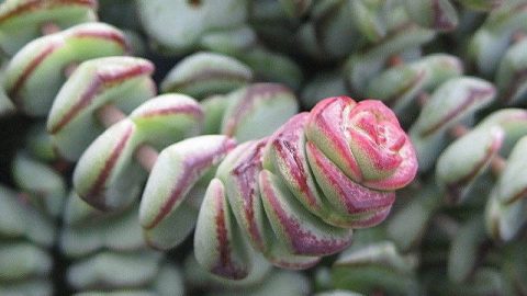 Крассула — жемчужина на подоконнике? Не заливайте ее, иначе жалеете!