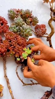 Кто сказал, что суккуленты не могут быть творчеством?