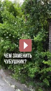 Ландшафтный дизайн: Альтернативы чубушнику в саду