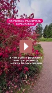 Ландшафтный дизайн: Бересклет - яркое чудо в вашем саду