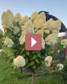 Ландшафтный дизайн: Гортензия на штамбе: величественное украшение сада