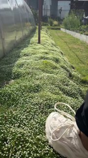 Ландшафтный дизайн: Идеальный газон из мшанки