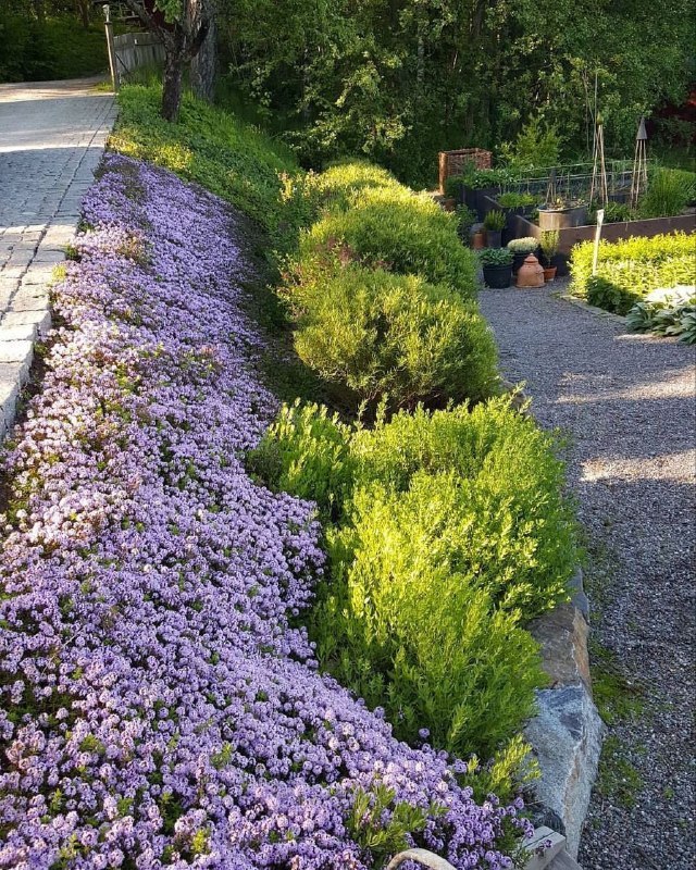 Ландшафтный дизайн: Как оформить склон с помощью почвопокровных растений