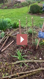 Ландшафтный дизайн: Как создать опору для пионов