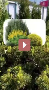 Ландшафтный дизайн: Композиция весеннего сада