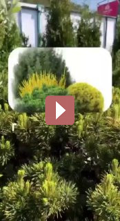 Ландшафтный дизайн: Композиция весеннего сада