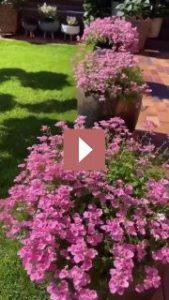 Ландшафтный дизайн: Красавица диасция: идеальное растение для вашего сада