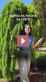 Ландшафтный дизайн: Лиственница «Стив Уипинг»: королева плакучих деревьев