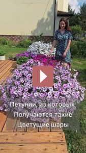 Ландшафтный дизайн: Петунии: цветущие шары в вашем саду