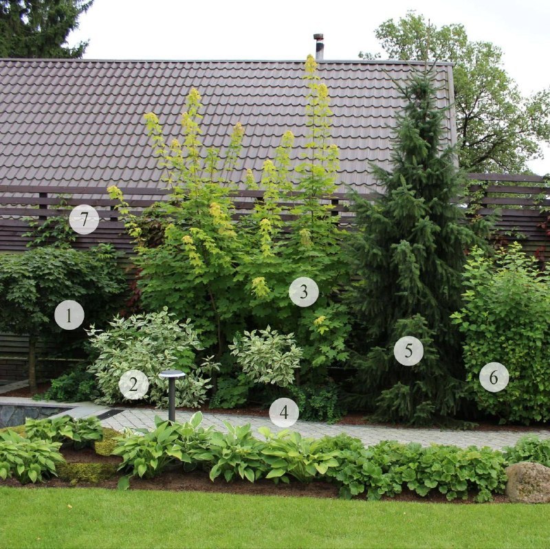 Ландшафтный дизайн: Растения для живой изгороди вдоль забора