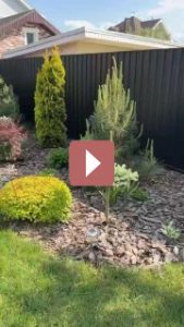 Ландшафтный дизайн: Шикарная клумба с туей и голубой елью