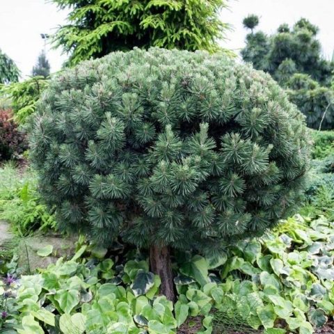 Ландшафтный дизайн: Сосна горная «Мопс» — идеальный выбор для вашего сада