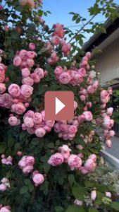 Ландшафтный дизайн: Создание великолепного участка с розами сорта Raubritter