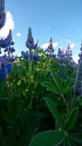 Летняя безмятежность