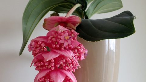 Мединилла: тайны ухода за "роза из тропиков"