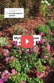 Мульчирование в розарии