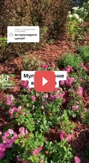 Мульчирование в розарии