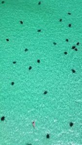 Нингалу-риф: природное чудо