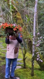 Орхидея Масдеваллия? Ваши растения не в восторге от термоядерного полива!