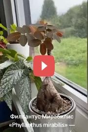 Покупаете филантус?