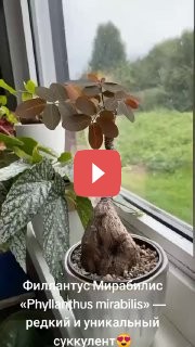 Покупаете филантус?