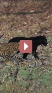 Путешествия: Черная пантера и ее друг