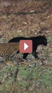 Путешествия: Черная пантера и ее друг