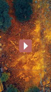 Путешествия: Фестиваль Холи