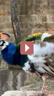 Путешествия: Солнце подсвечивает дыхание павлина, из-за чего кажется, что птица дышит огнём