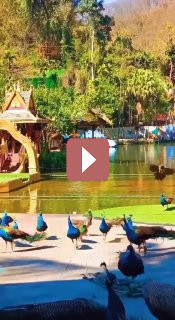 Путешествия: Тропический лес Сишуанбаньна