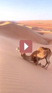 Путешествия: Забавные факты о верблюдах