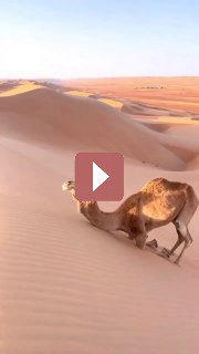 Путешествия: Забавные факты о верблюдах