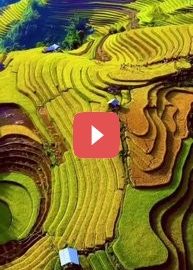 Рисовые поля в Му Кан Чай