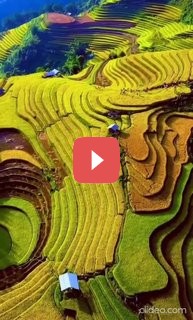Рисовые поля в Му Кан Чай
